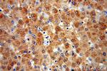 OGG1 Antibody in Immunohistochemistry (Paraffin) (IHC (P))