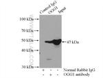 OGG1 Antibody in Immunoprecipitation (IP)