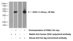 OGG1 Antibody in Western Blot (WB)