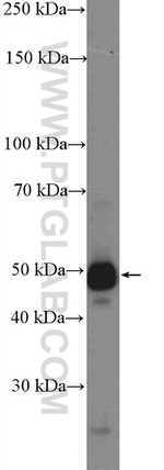 OGG1 Antibody in Western Blot (WB)