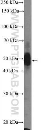 OGG1 Antibody in Western Blot (WB)