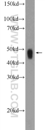 OGG1 Antibody in Western Blot (WB)