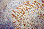 ALADIN Antibody in Immunohistochemistry (Paraffin) (IHC (P))