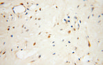 NHP2 Antibody in Immunohistochemistry (Paraffin) (IHC (P))