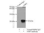 NHP2 Antibody in Immunoprecipitation (IP)