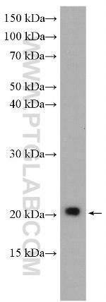 NHP2 Antibody in Western Blot (WB)