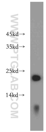 NHP2 Antibody in Western Blot (WB)