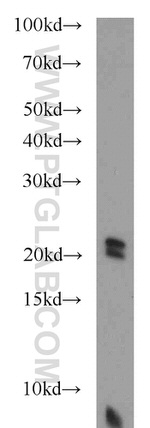 NHP2 Antibody in Western Blot (WB)