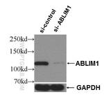 ABLIM1 Antibody in Western Blot (WB)