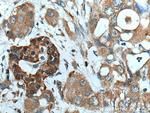 ATG4B Antibody in Immunohistochemistry (Paraffin) (IHC (P))