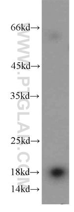 NME3 Antibody in Western Blot (WB)