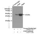 Creatine kinase B type Antibody in Immunoprecipitation (IP)