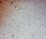 CEP68 Antibody in Immunohistochemistry (Paraffin) (IHC (P))