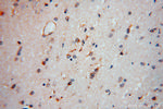 CEP68 Antibody in Immunohistochemistry (Paraffin) (IHC (P))