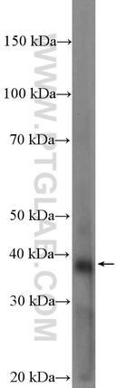 BTN3A2 Antibody in Western Blot (WB)