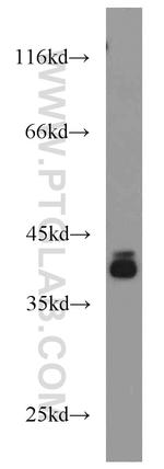 PIGK Antibody in Western Blot (WB)