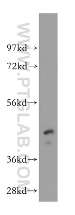 PIGK Antibody in Western Blot (WB)