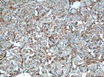 SFXN3 Antibody in Immunohistochemistry (Paraffin) (IHC (P))