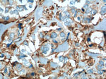 SFXN3 Antibody in Immunohistochemistry (Paraffin) (IHC (P))