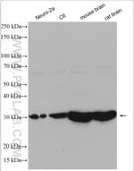 SFXN3 Antibody in Western Blot (WB)