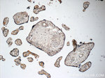 FUCA2 Antibody in Immunohistochemistry (Paraffin) (IHC (P))