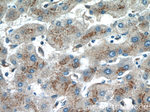 FUCA2 Antibody in Immunohistochemistry (Paraffin) (IHC (P))