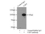 USP5 Antibody in Immunoprecipitation (IP)