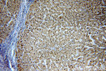 PGM1 Antibody in Immunohistochemistry (Paraffin) (IHC (P))