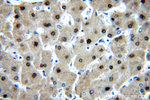 PGM1 Antibody in Immunohistochemistry (Paraffin) (IHC (P))