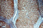 PGM1 Antibody in Immunohistochemistry (Paraffin) (IHC (P))