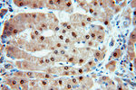 PGM1 Antibody in Immunohistochemistry (Paraffin) (IHC (P))