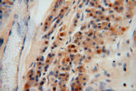 PGM1 Antibody in Immunohistochemistry (Paraffin) (IHC (P))