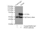 PGM1 Antibody in Immunoprecipitation (IP)