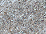 NANS Antibody in Immunohistochemistry (Paraffin) (IHC (P))