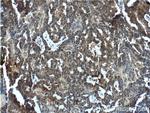 NANS Antibody in Immunohistochemistry (Paraffin) (IHC (P))