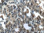 NANS Antibody in Immunohistochemistry (Paraffin) (IHC (P))