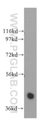 NANS Antibody in Western Blot (WB)