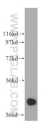 NANS Antibody in Western Blot (WB)