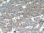 WDR18 Antibody in Immunohistochemistry (Paraffin) (IHC (P))