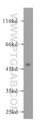 WDR18 Antibody in Western Blot (WB)