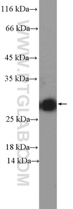 SIGMAR1 Antibody in Western Blot (WB)