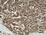 SIGMAR1 Antibody in Immunohistochemistry (Paraffin) (IHC (P))