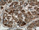 SIGMAR1 Antibody in Immunohistochemistry (Paraffin) (IHC (P))