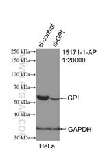 GPI Antibody in Western Blot (WB)