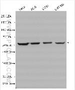 GPI Antibody in Western Blot (WB)