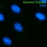 gamma Tubulin Antibody in Immunocytochemistry (ICC/IF)