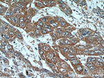 PRL3 Antibody in Immunohistochemistry (Paraffin) (IHC (P))