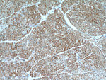 PRL3 Antibody in Immunohistochemistry (Paraffin) (IHC (P))