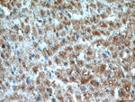 PRL3 Antibody in Immunohistochemistry (Paraffin) (IHC (P))