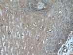 PRL3 Antibody in Immunohistochemistry (Paraffin) (IHC (P))